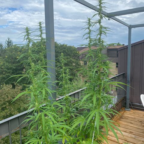 V3 growlog timeline photo