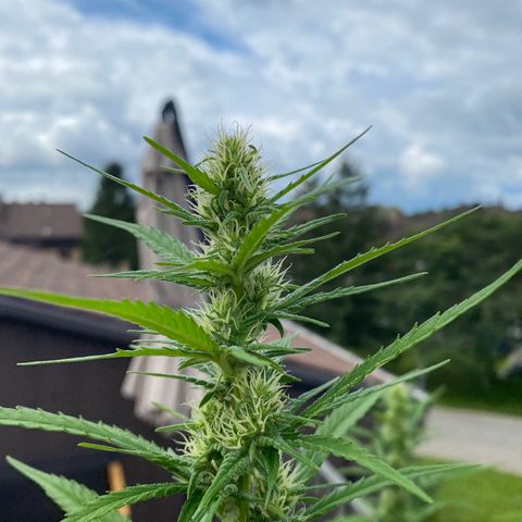 V3 growlog timeline photo
