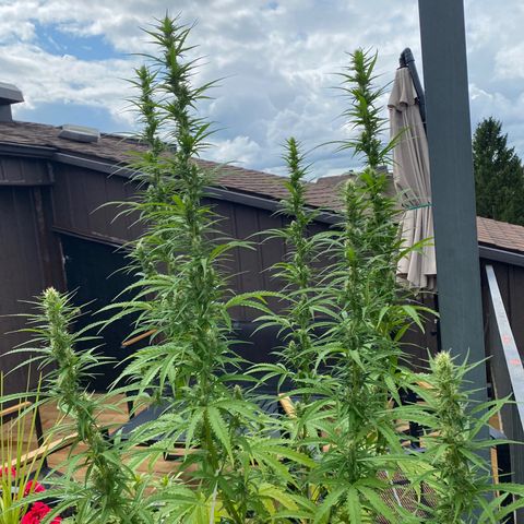 V3 growlog timeline photo