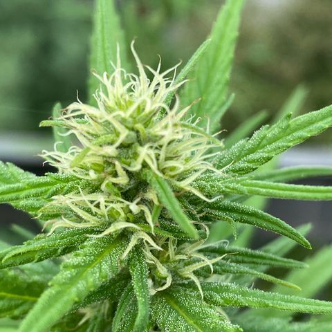 V3 growlog timeline photo