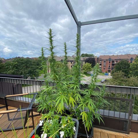 V3 growlog timeline photo