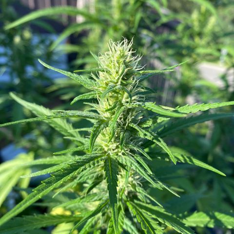 V3 growlog timeline photo