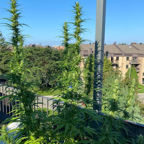 V3 growlog timeline photo