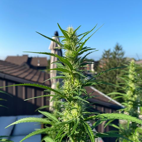 V3 growlog timeline photo