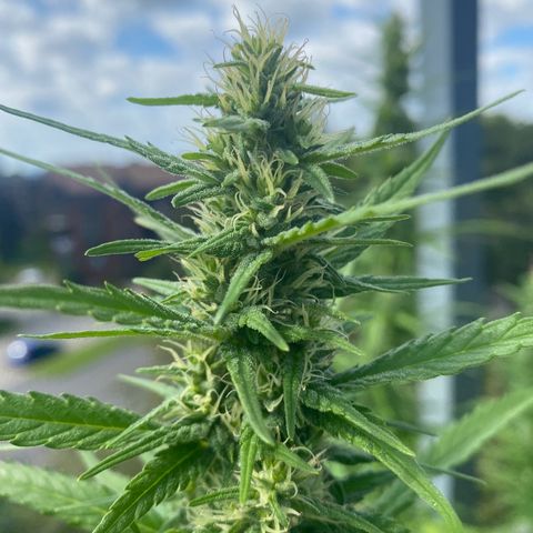 V3 growlog timeline photo