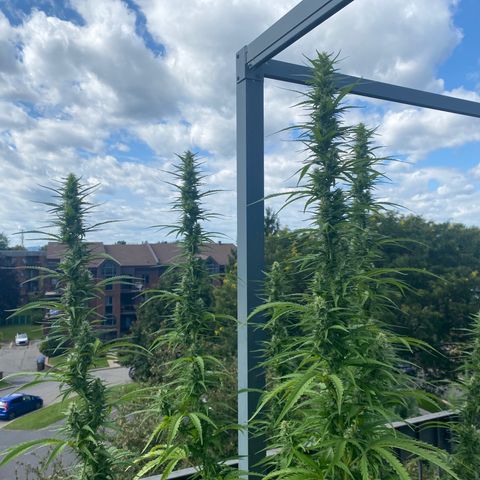 V3 growlog timeline photo