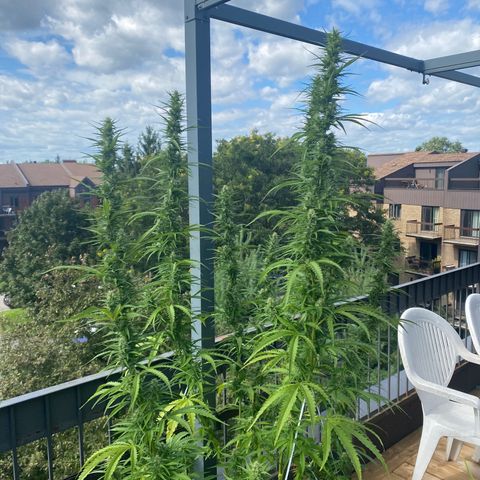 V3 growlog timeline photo