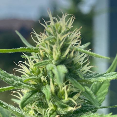 V3 growlog timeline photo