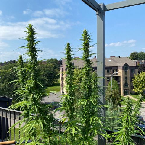 V3 growlog timeline photo