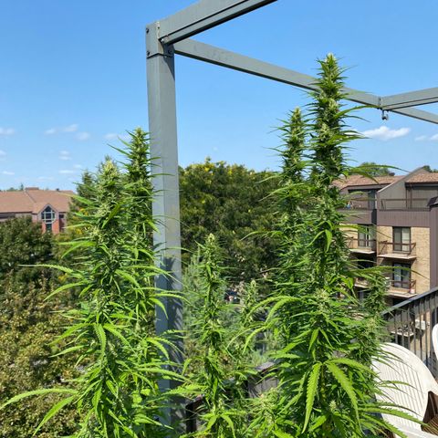 V3 growlog timeline photo