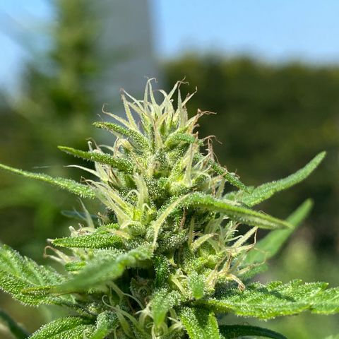 V3 growlog timeline photo