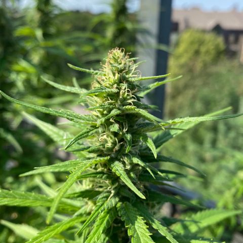 V3 growlog timeline photo