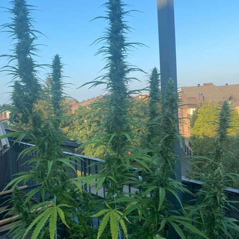 V3 growlog timeline photo