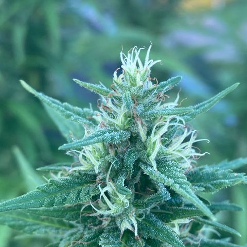 V3 growlog timeline photo