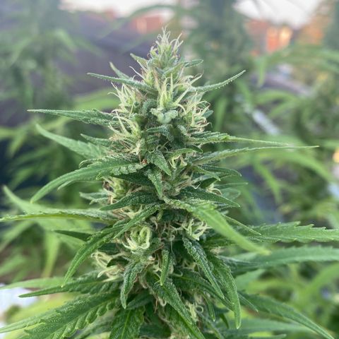 V3 growlog timeline photo