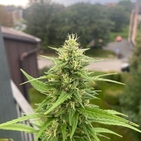 V3 growlog timeline photo