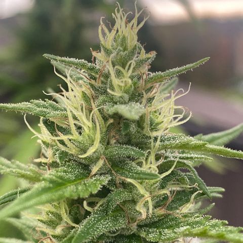 V3 growlog timeline photo