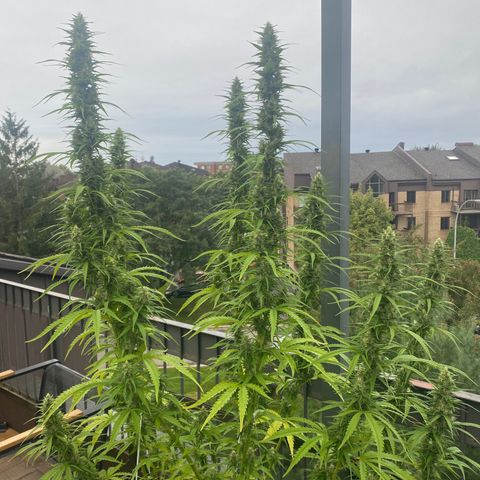 V3 growlog timeline photo