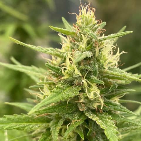 V3 growlog timeline photo