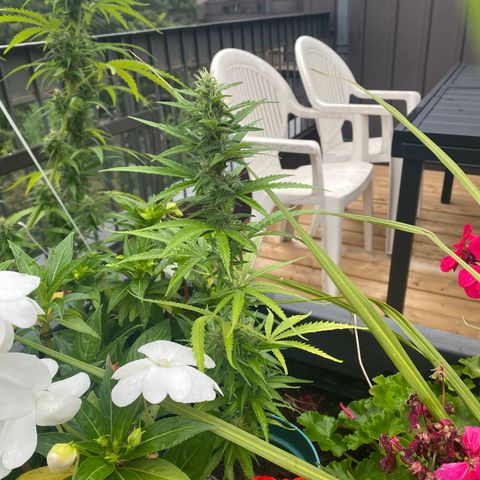 V3 growlog timeline photo