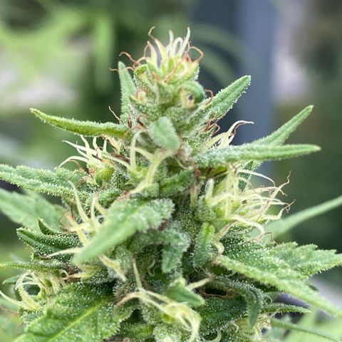 V3 growlog timeline photo