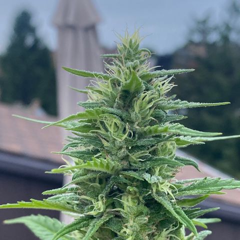 V3 growlog timeline photo