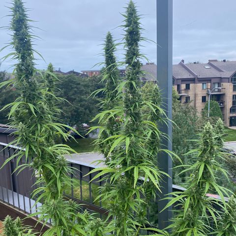 V3 growlog timeline photo