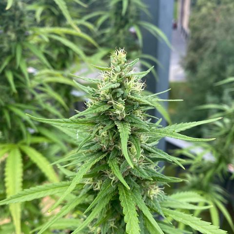 V3 growlog timeline photo
