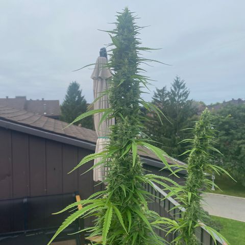 V3 growlog timeline photo