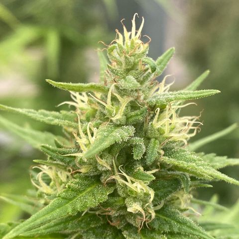 V3 growlog timeline photo