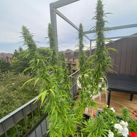 V3 growlog timeline photo