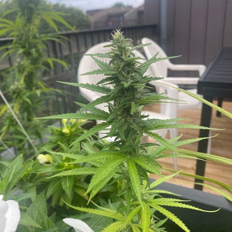 V3 growlog timeline photo