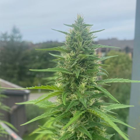 V3 growlog timeline photo