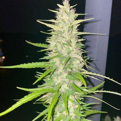 V3 growlog timeline photo