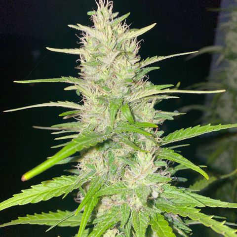 V3 growlog timeline photo