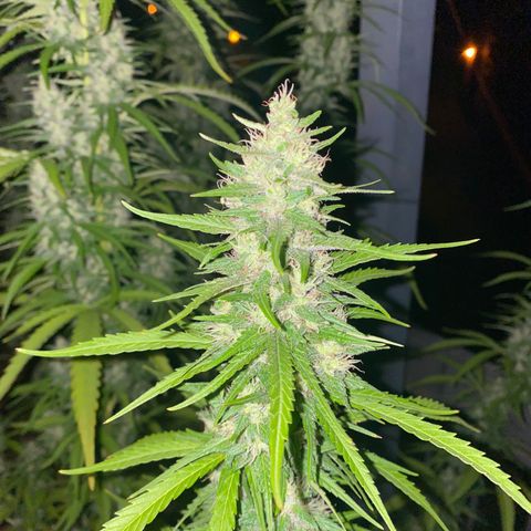 V3 growlog timeline photo