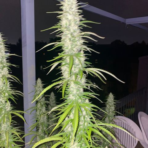 V3 growlog timeline photo