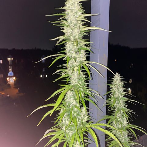 V3 growlog timeline photo