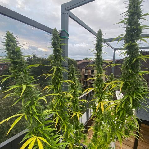 V3 growlog timeline photo