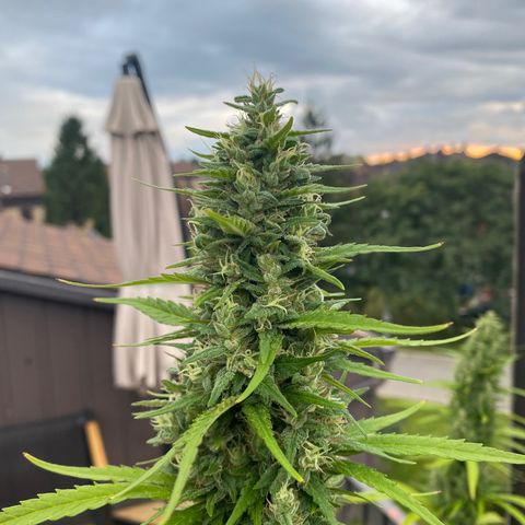 V3 growlog timeline photo