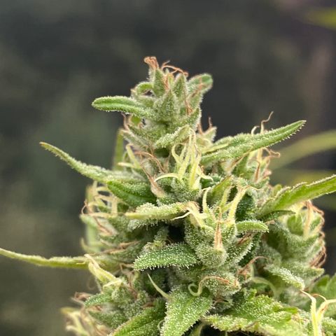 V3 growlog timeline photo