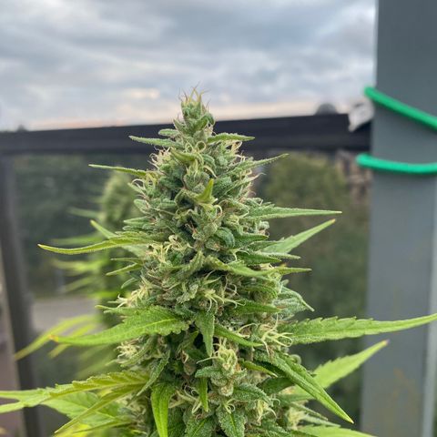 V3 growlog timeline photo
