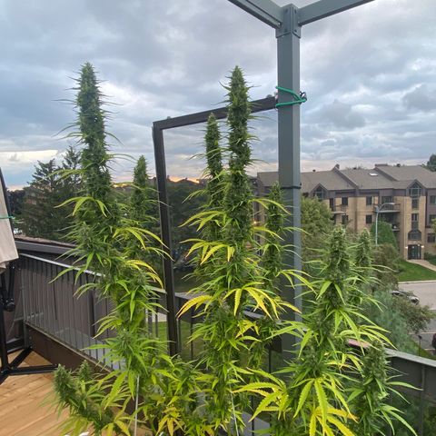 V3 growlog timeline photo