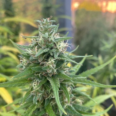 V3 growlog timeline photo