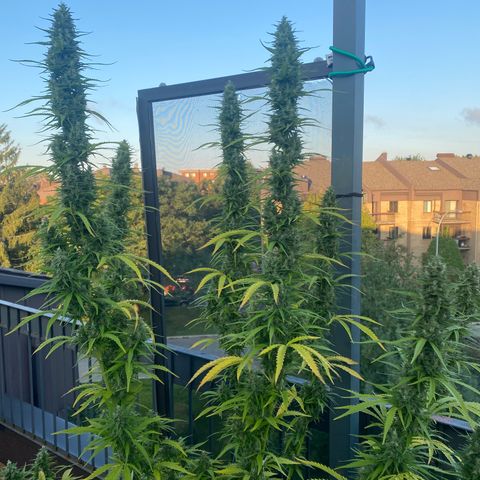 V3 growlog timeline photo