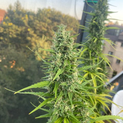 V3 growlog timeline photo
