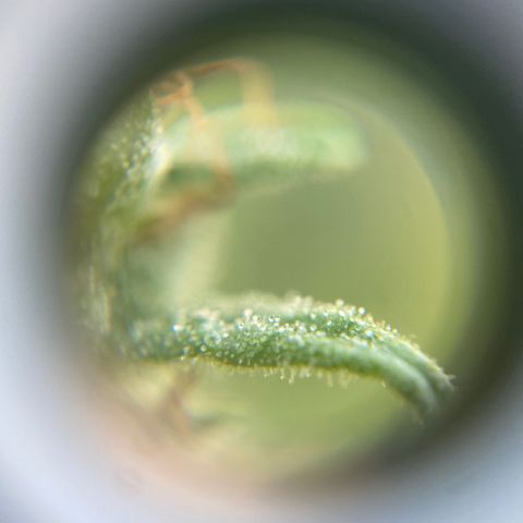 V3 growlog timeline photo