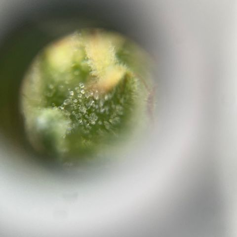 V3 growlog timeline photo