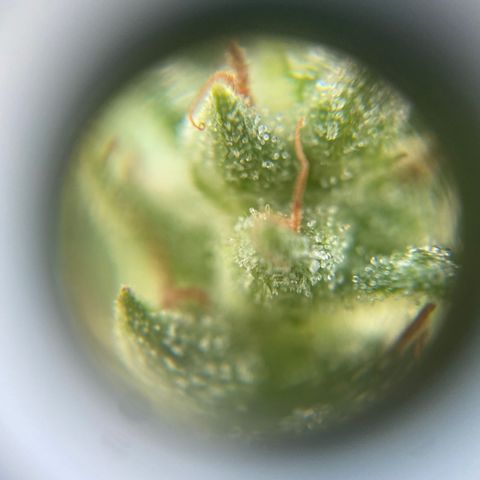 V3 growlog timeline photo