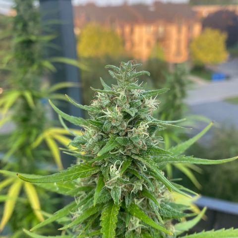 V3 growlog timeline photo